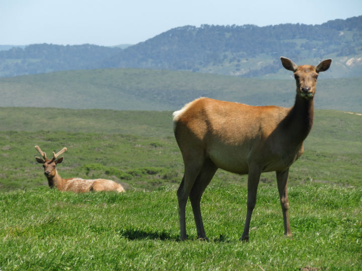 Tule Elk